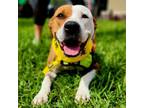 Adopt Chrissy a Pit Bull Terrier