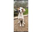 Adopt PENNY a Labrador Retriever, Hound