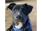 Adopt Veronica a American Staffordshire Terrier, Australian Cattle Dog / Blue