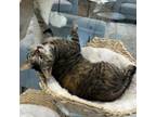 Adopt Gidget a Domestic Short Hair