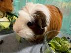 Adopt Frankie a Guinea Pig