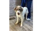 Adopt Cali a German Wirehaired Pointer