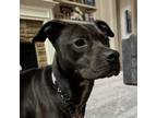 Adopt Milly 02-1509 a Pit Bull Terrier