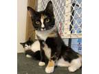 Adopt Joan Fontaine a Domestic Short Hair