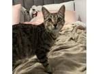 Adopt Tigris a Domestic Short Hair