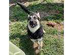 Adopt Princesa a German Shepherd Dog