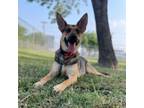 Adopt Vixen a German Shepherd Dog