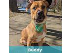 Adopt Buddy a Mixed Breed