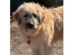 Adopt Nell a Great Pyrenees