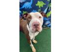 Adopt Peaches a Pit Bull Terrier