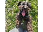 Adopt Sadie a Miniature Schnauzer