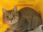 Simmer, Domestic Shorthair For Adoption In Augusta, Maine