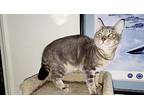 Dora, Domestic Shorthair For Adoption In Yuba City, California