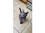 Shaye, Domestic Shorthair For Adoption In Yuba City, California