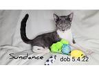 Sundance, Domestic Shorthair For Adoption In Yuba City, California