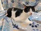 Tyler, Domestic Shorthair For Adoption In Raleigh, North Carolina