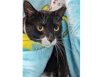 Fiona, Domestic Shorthair For Adoption In Raleigh, North Carolina