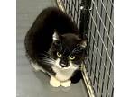 Nimby, Domestic Shorthair For Adoption In South Bend, Indiana