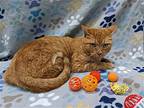 Garfield, Domestic Shorthair For Adoption In Raleigh, North Carolina