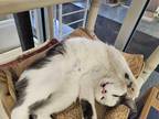 Rhys, Domestic Shorthair For Adoption In Oshkosh, Wisconsin