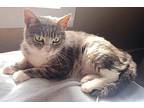 Mushi Mushi, Domestic Shorthair For Adoption In Yuba City, California