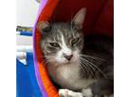 Lester, Domestic Shorthair For Adoption In Largo, Florida