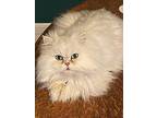 Lily The Persian, Persian For Adoption In San Francisco, California