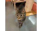 Piper, Domestic Shorthair For Adoption In South Bend, Indiana