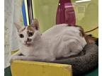 Jyn, Domestic Shorthair For Adoption In Oshkosh, Wisconsin