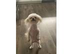 Adopt Colynn a Miniature Poodle