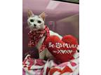 Iota, Domestic Shorthair For Adoption In Oshkosh, Wisconsin