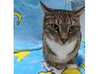Mazzy Star, Domestic Shorthair For Adoption In Raleigh, North Carolina