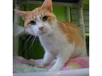 Birdie, Domestic Shorthair For Adoption In South Bend, Indiana