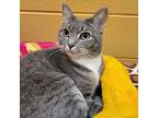 Darling, Domestic Shorthair For Adoption In South Bend, Indiana