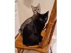 Miracle & Kylo, Manx For Adoption In Coppell, Texas