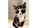 Brie, Calico For Adoption In Monrovia, California