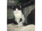 Nancy Bonded With Brandon, Domestic Shorthair For Adoption In Macedonia, Ohio