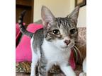 Minnie, Domestic Shorthair For Adoption In Yuba City, California