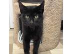 Sake, Domestic Shorthair For Adoption In South Bend, Indiana