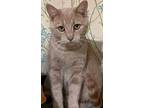 Ray Ray Bonded With Buster, Domestic Shorthair For Adoption In Macedonia, Ohio
