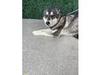 Adopt 55285657 a Siberian Husky, Mixed Breed