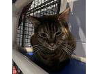 Tory, Domestic Shorthair For Adoption In South Bend, Indiana