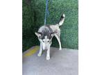 Adopt Hatch* a Husky, Mixed Breed