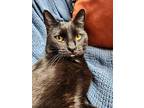 Byron, Domestic Shorthair For Adoption In Mission Viejo, California