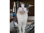 Duffy Mcdoodle, Domestic Shorthair For Adoption In Burlington, North Carolina