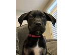 Liam, Labrador Retriever For Adoption In Lake St Louis, Missouri