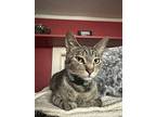 Maple, Domestic Shorthair For Adoption In Little Rock, Arkansas