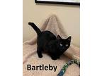 Bartleby, Domestic Shorthair For Adoption In Mountain View, Arkansas