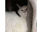 Suki, Domestic Shorthair For Adoption In Janesville, Wisconsin