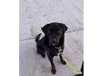 Storm - Adoption Pending, Labrador Retriever For Adoption In Kelowna